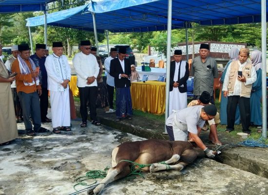 Saksikan Penyembelihan Hewan Kurban di Sofifi, Ini Pesan Wagub Sarbin Sehe 