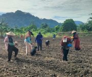 Kementrans Perkuat Ketahanan Pangan, Kelompok Tani Payahe Kini Mampu Penuhi Permintaan Kawasan Industri IWIP
