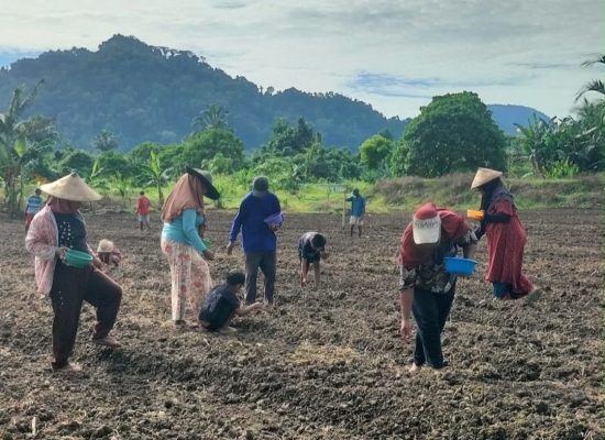 Kementrans Perkuat Ketahanan Pangan, Kelompok Tani Payahe Kini Mampu Penuhi Permintaan Kawasan Industri IWIP