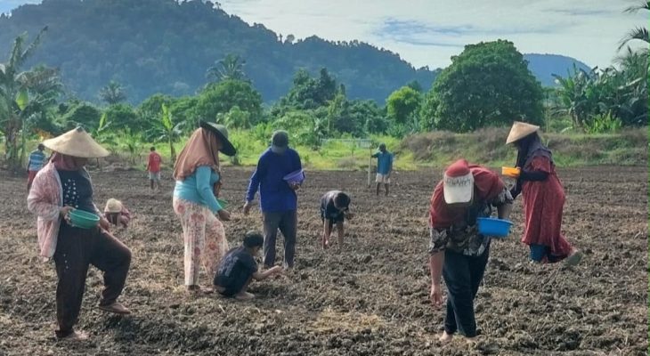 Kementrans Perkuat Ketahanan Pangan, Kelompok Tani Payahe Kini Mampu Penuhi Permintaan Kawasan Industri IWIP