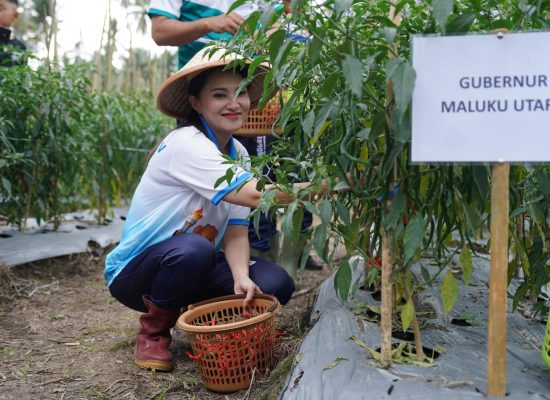 Petani Keluhkan Harga Hortikultura Naik Turun, Gubernur Sherly Minta Distan Ambil Langkah Cepat