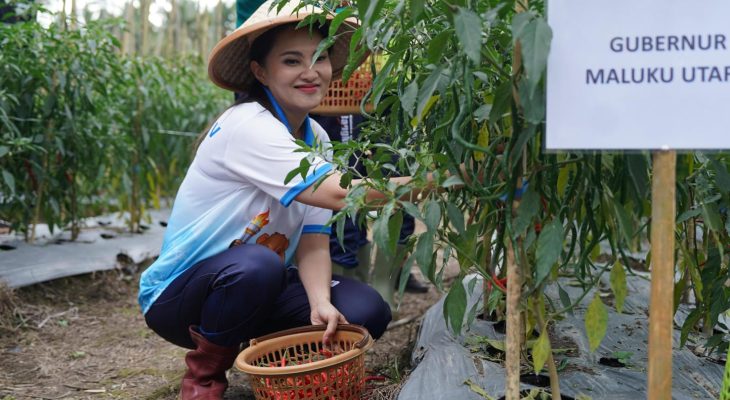 Petani Keluhkan Harga Hortikultura Naik Turun, Gubernur Sherly Minta Distan Ambil Langkah Cepat