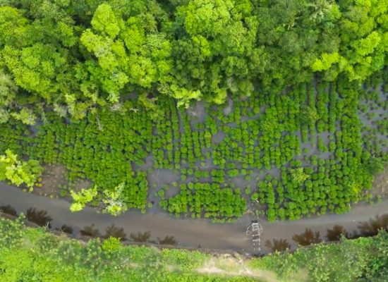 Program Penanaman Mangrove NHM di Kao Wujudkan Ekosistem Hijau