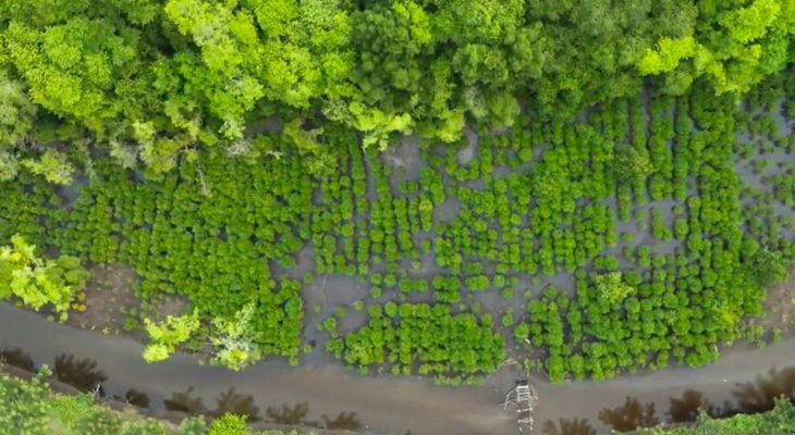Program Penanaman Mangrove NHM di Kao Wujudkan Ekosistem Hijau