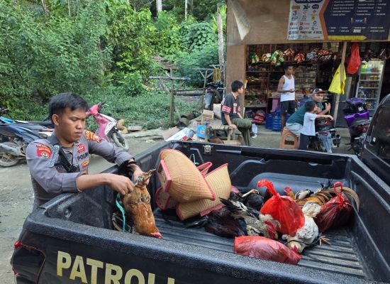 Polres Halmahera Tengah Gerebek Judi Sabung Ayam, Pelaku Kabur