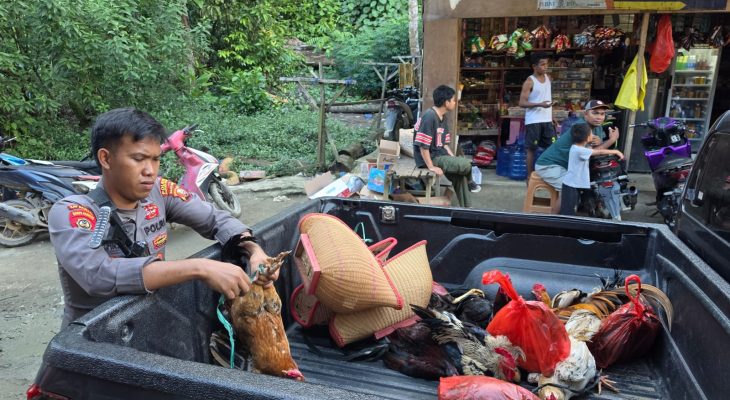 Polres Halmahera Tengah Gerebek Judi Sabung Ayam, Pelaku Kabur