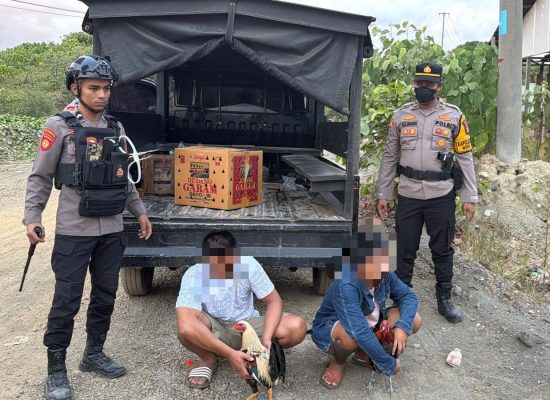 Polsubsektor Weda Tengah Tangkap 5 Pelaku Judi Sabung Ayam