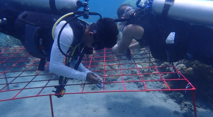 Semangat Kemerdekaan, PLN Peduli Dorong Pemulihan Terumbu Karang di Perairan Mamuya