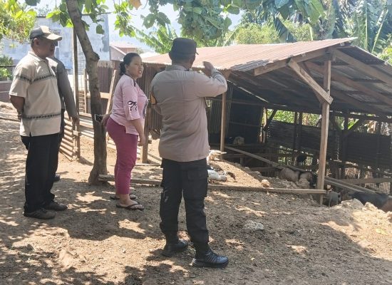 Warga Keluhkan Bau Kandang Ayam dan Bebek Milik Oknum Polisi di Akeboca Ternate