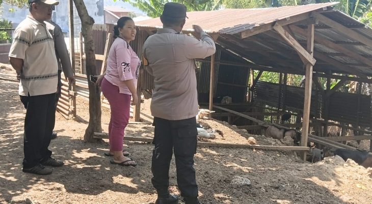 Warga Keluhkan Bau Kandang Ayam dan Bebek Milik Oknum Polisi di Akeboca Ternate