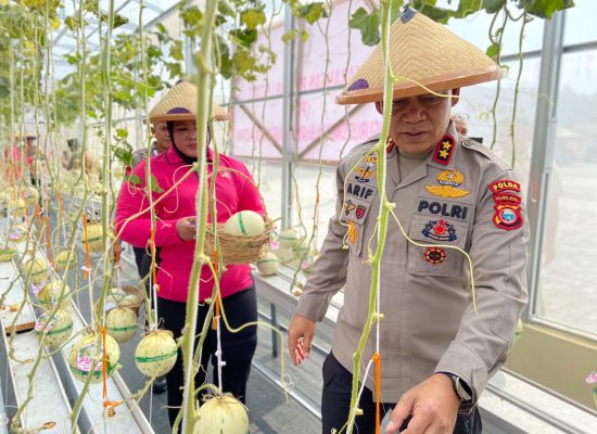 Panen Melon Hidroponik, Kapolda Malut Dorong Pemanfaatan Lahan Terbatas