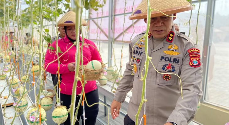 Panen Melon Hidroponik, Kapolda Malut Dorong Pemanfaatan Lahan Terbatas