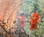150 Pohon Ditanam di Waena, PLN dan Warga Bergerak Lawan Risiko Karhutla