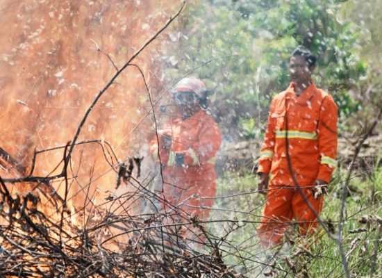 150 Pohon Ditanam di Waena, PLN dan Warga Bergerak Lawan Risiko Karhutla