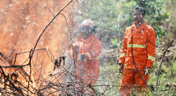 150 Pohon Ditanam di Waena, PLN dan Warga Bergerak Lawan Risiko Karhutla